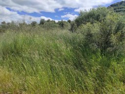 Flora del Cerro Masatrigo